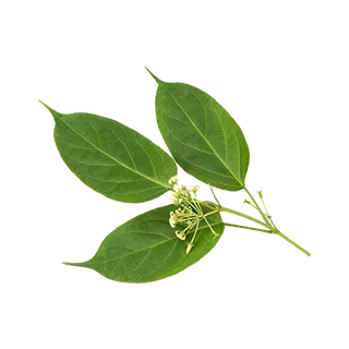 Gymnema sylvestre